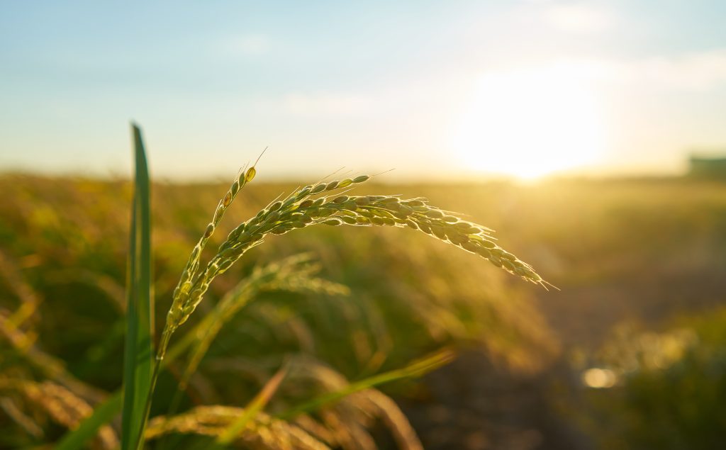 Navigating the Landscape of Agricultural Loans for Modern Farming